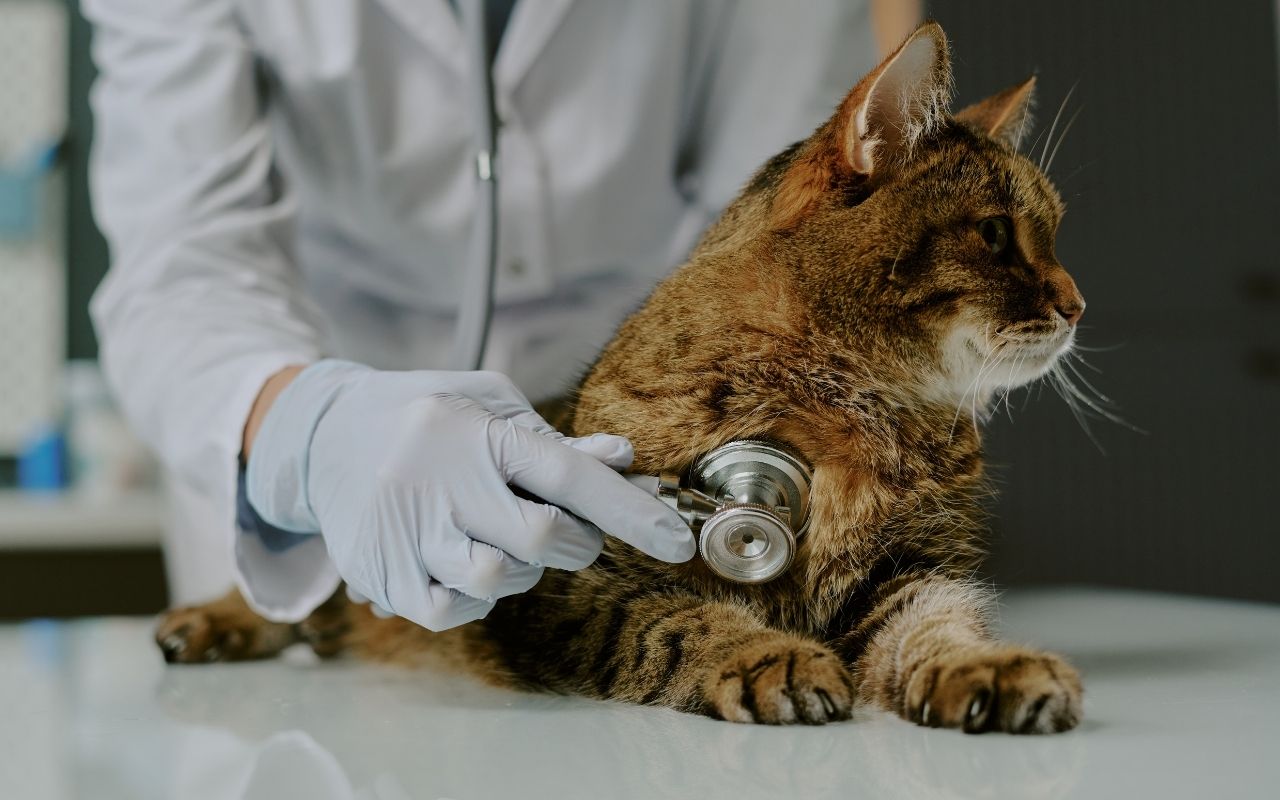 Notet hasta kartı ve aşı takibi